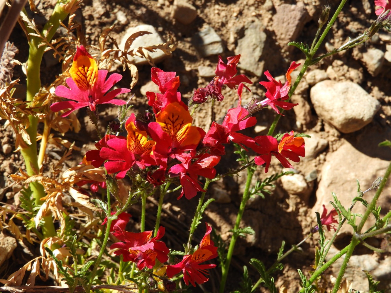 Mariposita cordillerana